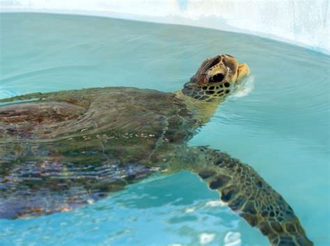Loggerhead marine life center - Learn about sea turtles and ocean conservation at this free attraction in Juno Beach, FL. Find out the hours, directions, events, experiences, and campus map of the center. 